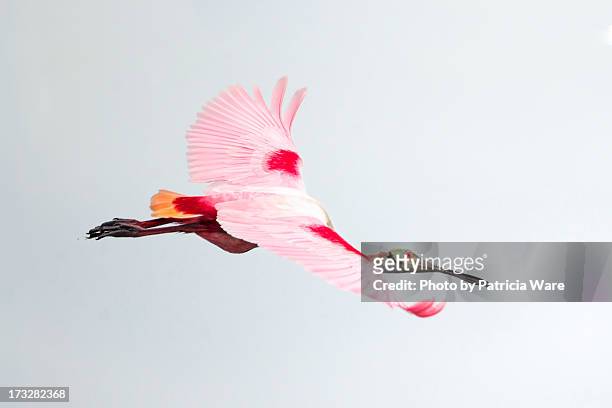 roseate spoonbill in flight - rosalöffler stock-fotos und bilder