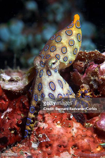 blue ring octopus - blue ringed octopus stock pictures, royalty-free photos & images
