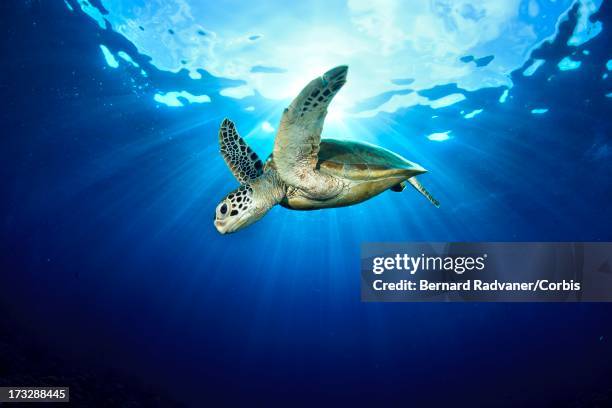 hawksbill turtle in blue water - hawksbill turtle stock pictures, royalty-free photos & images