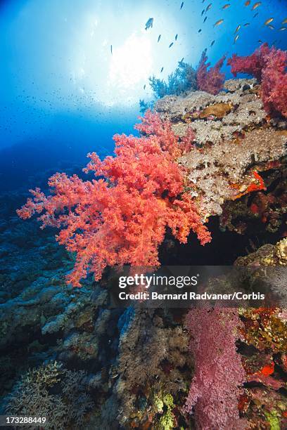 anemone and a scuba diver - gorgonacea stock pictures, royalty-free photos & images