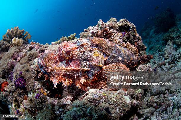 Scorpion Fish Rhin Scorpion Reef Photos and Premium High Res Pictures - Getty Images