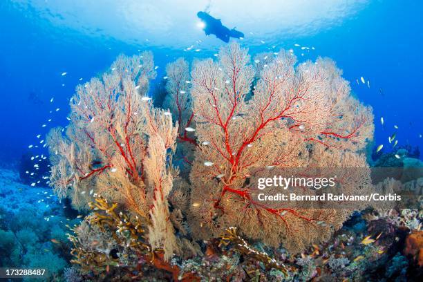 red seafan and a scuba diver behind - gorgonacea stock pictures, royalty-free photos & images