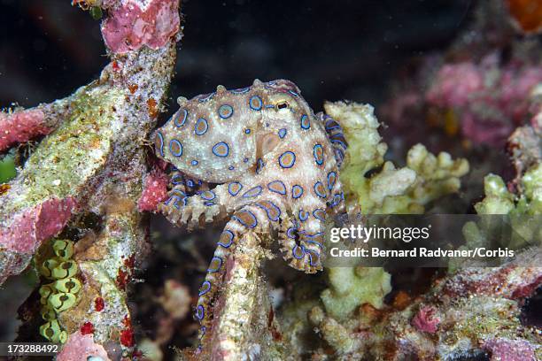 blue ring octopus - blue ringed octopus stock pictures, royalty-free photos & images