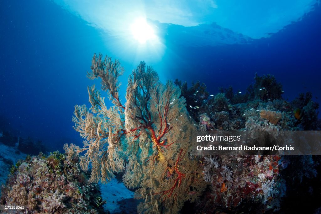 Coral reef and boat at the surface