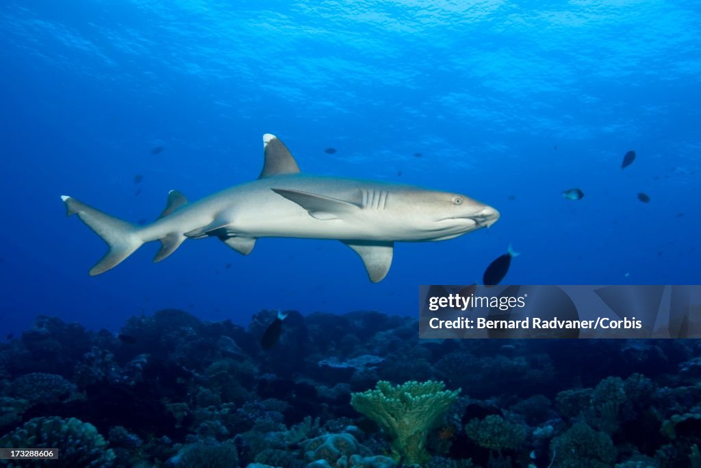 White tip shark