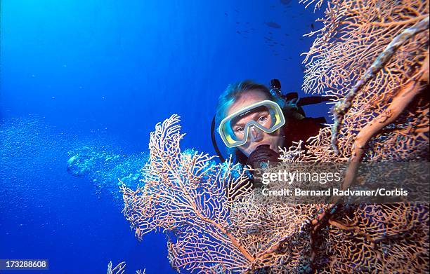 woman scuba diver behind sea fan - gorgonacea stock pictures, royalty-free photos & images