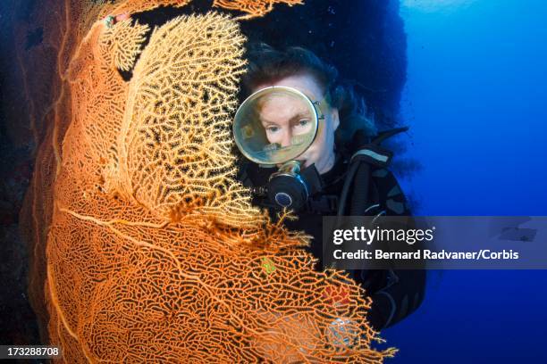 femal diver looking at sea fan - gorgonacea stock pictures, royalty-free photos & images