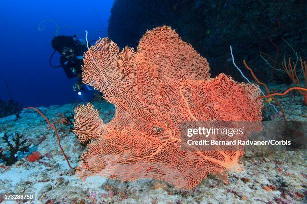 diver behind seafan - gorgonacea stock pictures, royalty-free photos & images