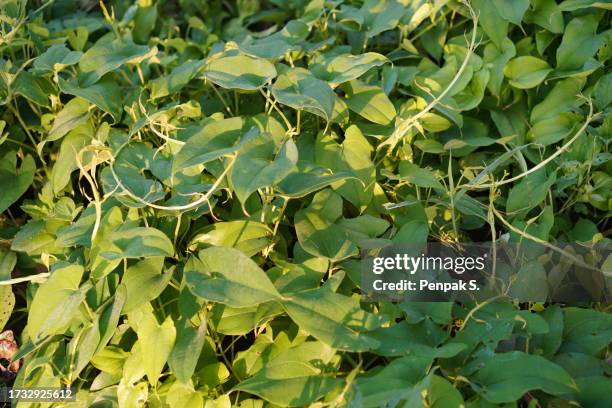 Poteto Tree Potato Tree Photos and Premium High Res Pictures - Getty Images