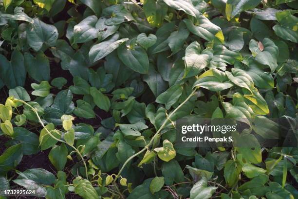 Poteto Tree Potato Tree Photos and Premium High Res Pictures - Getty Images