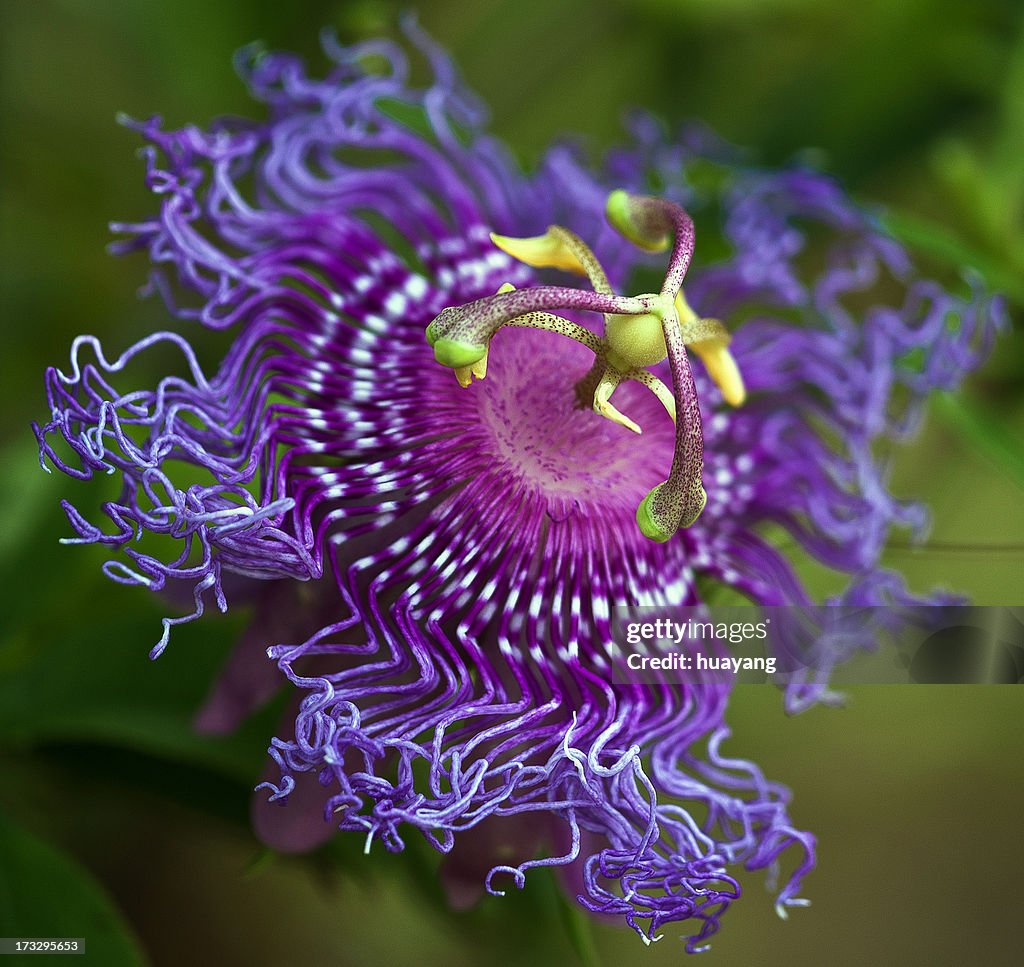 Passion flower