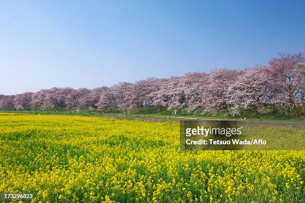 cherry trees and rapeseed field, saitama prefecture - avenue pink cherry blossoms stockfoto's en -beelden