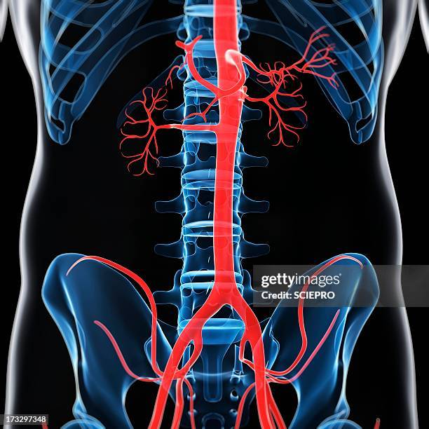 abdominal aorta, artwork - aneurysm stock-grafiken, -clipart, -cartoons und -symbole