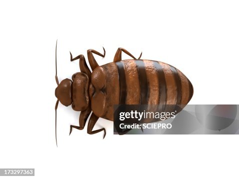 Bed bug, artwork Bed bug, artwork