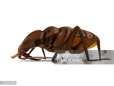 Bed bug, artwork Bed bug, artwork