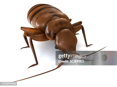 Bed bug, artwork Bed bug, artwork