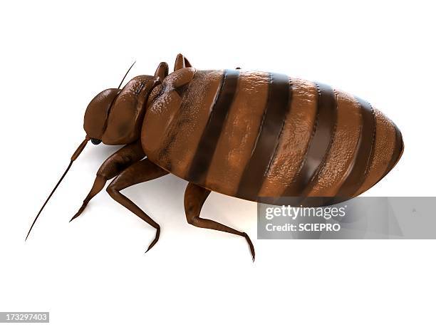 bed bug, artwork - bed bug white background stock illustrations