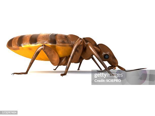 bed bug, artwork - bed bug stock illustrations