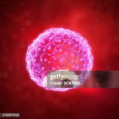 Blastocyst, artwork Blastocyst, artwork