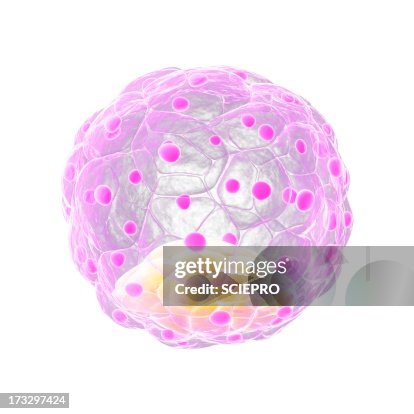 Blastocyst, artwork Blastocyst, artwork