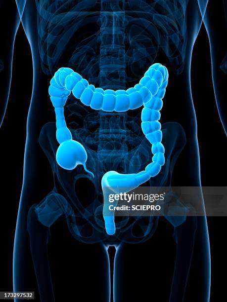 Colonic Web Colonic Photos and Premium High Res Pictures - Getty Images