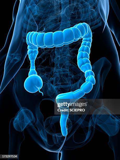 Colonic Web 51 Colonic Stock Photos, High-Res Pictures, and Images - Getty Images