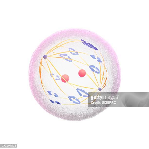 ilustrações de stock, clip art, desenhos animados e ícones de meiosis, artwork - meiose