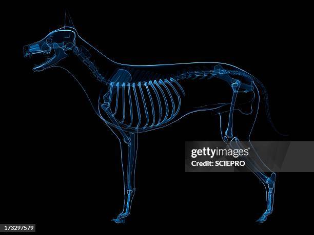 Canine Ribs 783 Anatomy Of Rib Cage Stock Photos, High-Res Pictures, and Images ...