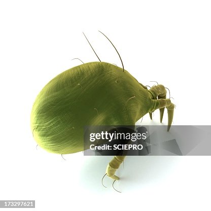 Dust mite, artwork Dust mite, artwork