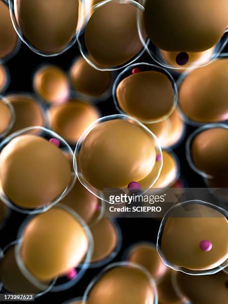 human fat cells, artwork - adipose cell stock illustrations