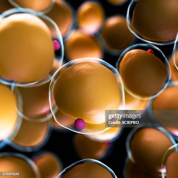 human fat cells, artwork - adipose cell stock illustrations