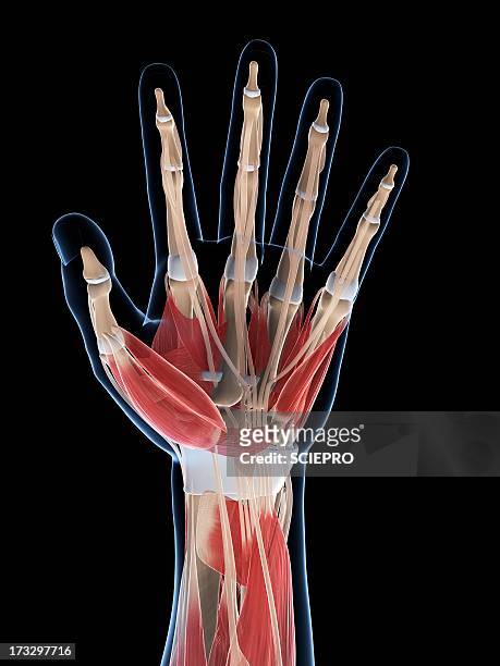 hand musculature, artwork - wrist anatomy stock illustrations