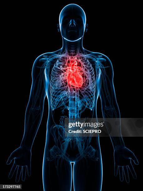 ilustrações de stock, clip art, desenhos animados e ícones de human heart, artwork - aorta