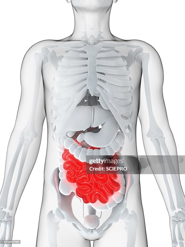 Healthy small intestines, artwork