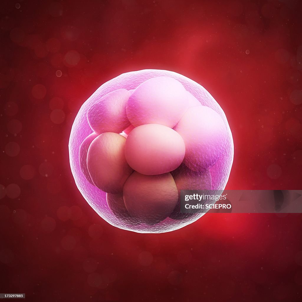 Morul Embry Morula Embryo Artwork High-Res Vector Graphic - Getty Images
