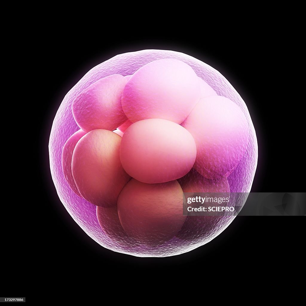 Morula Label Morula Embryo Artwork High-Res Vector Graphic - Getty Images