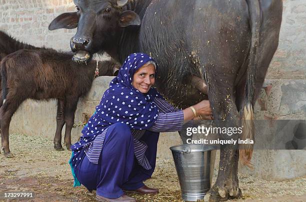 woman milking a water buffalo (bubalus bubalis), sonipat, haryana, india - bufalo indiano foto e immagini stock