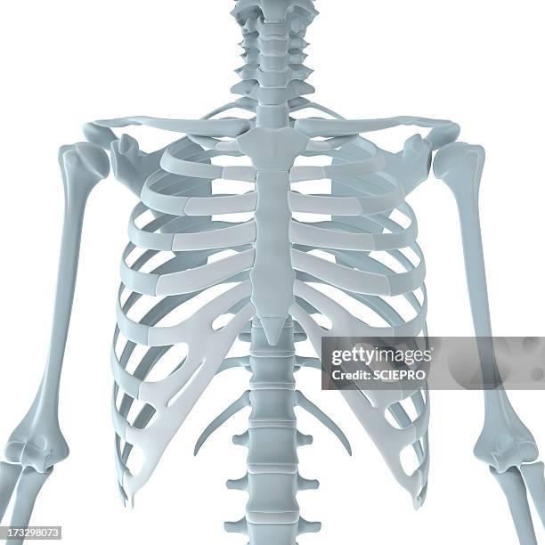 upper body bones, artwork - rib cage stock-grafiken, -clipart, -cartoons und -symbole