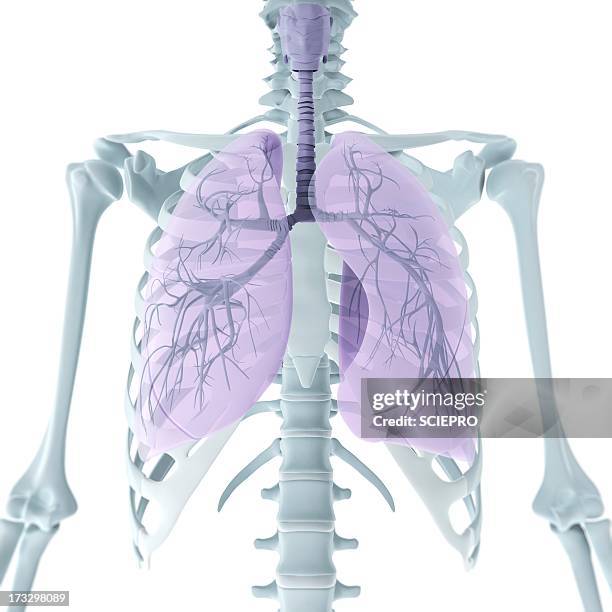 upper body anatomy, artwork - clavicle stock illustrations