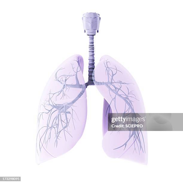 ilustrações, clipart, desenhos animados e ícones de respiratory system, artwork - brônquio traqueia