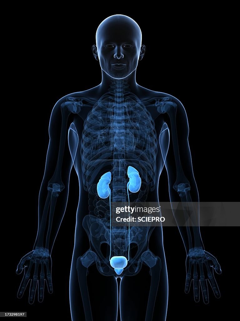 Male urinary system, artwork