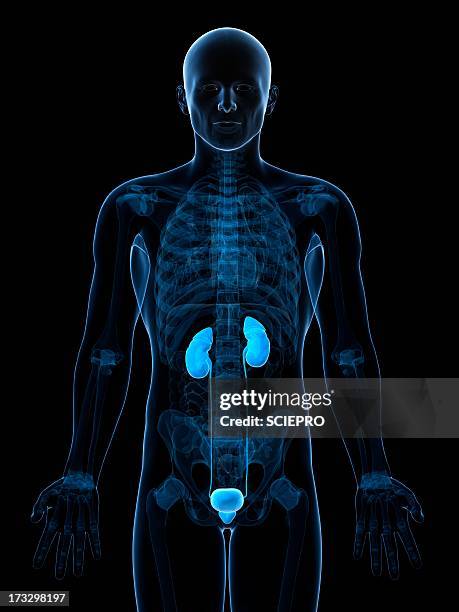 bildbanksillustrationer, clip art samt tecknat material och ikoner med male urinary system, artwork - adrenal gland