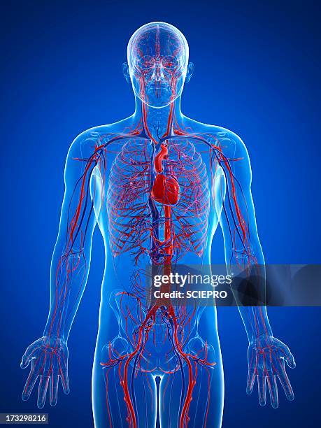 cardiovascular system, artwork - aorta stock-grafiken, -clipart, -cartoons und -symbole