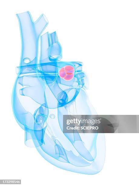 aortic valve, artwork - anatomical valve stock illustrations