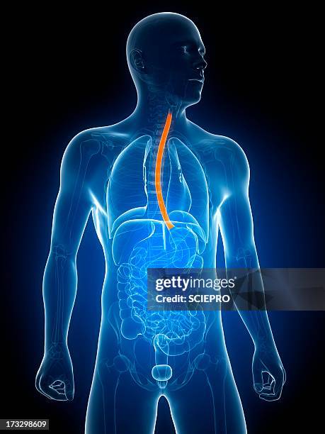 healthy oesophagus, artwork - speiseröhre stock-grafiken, -clipart, -cartoons und -symbole