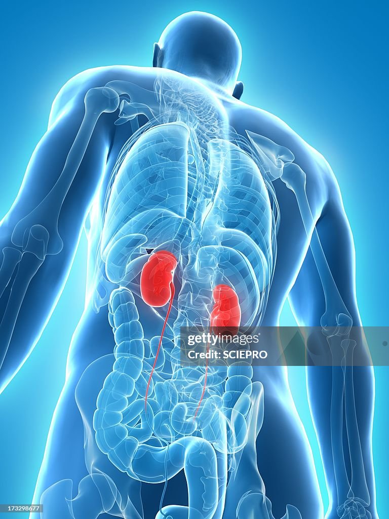 Empty Kidneys Healthy Kidneys Artwork High-Res Vector Graphic - Getty Images