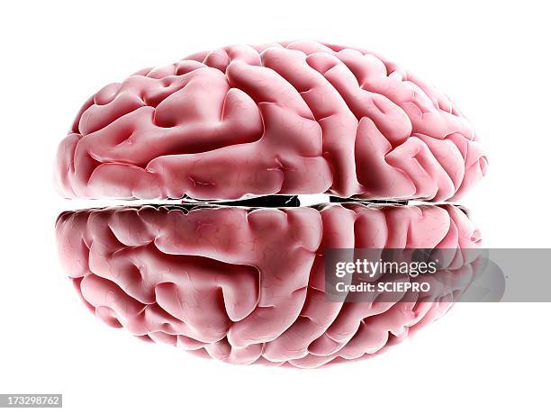human brain, artwork - human-brain-top-view stock illustrations