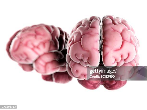 Brain Back Real Color Real Human Brain Front View