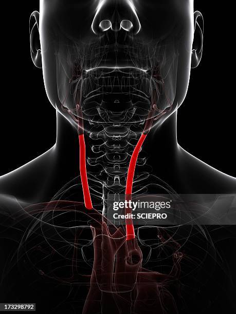 neck arteries, artwork - carotid artery stock illustrations