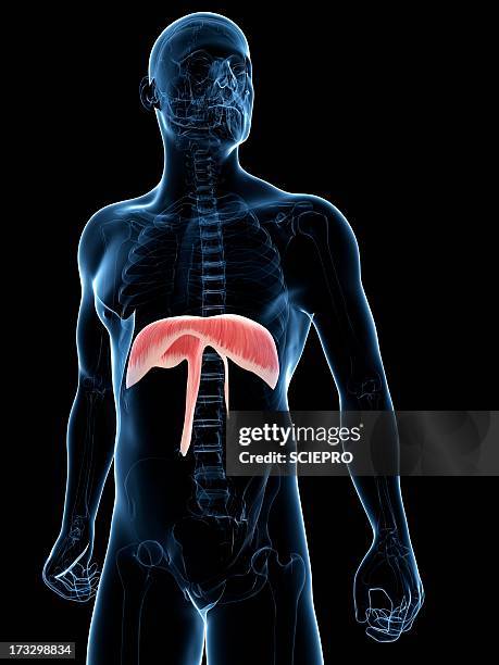 diaphragm, artwork - zwerchfell stock-grafiken, -clipart, -cartoons und -symbole